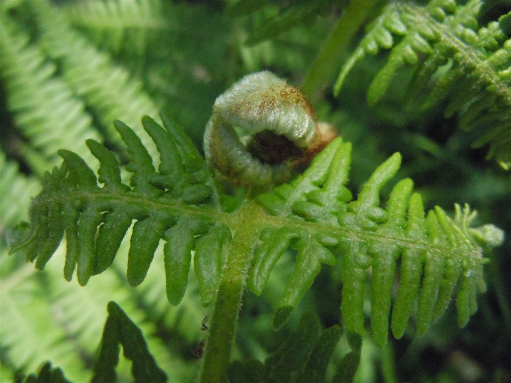 Che pianta ? Pteridium aquilinum